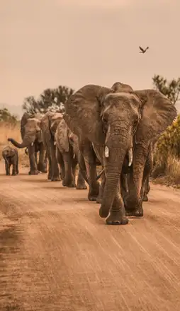 011-SUDAFRICA-Johannesburgo-254x440-2026.webp - Pangea Viajes