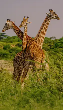 012-TANZANIA-Arusha-254x440-2026.webp - Pangea Viajes
