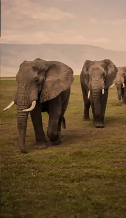06-Kenia-Puente-de-Diciembre-2026.webp - Pangea Viajes