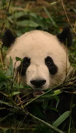 09-CHINA-Pekin-254x440-2026.webp - Pangea Viajes