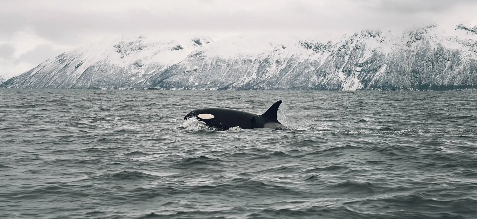 Susurros del Ártico