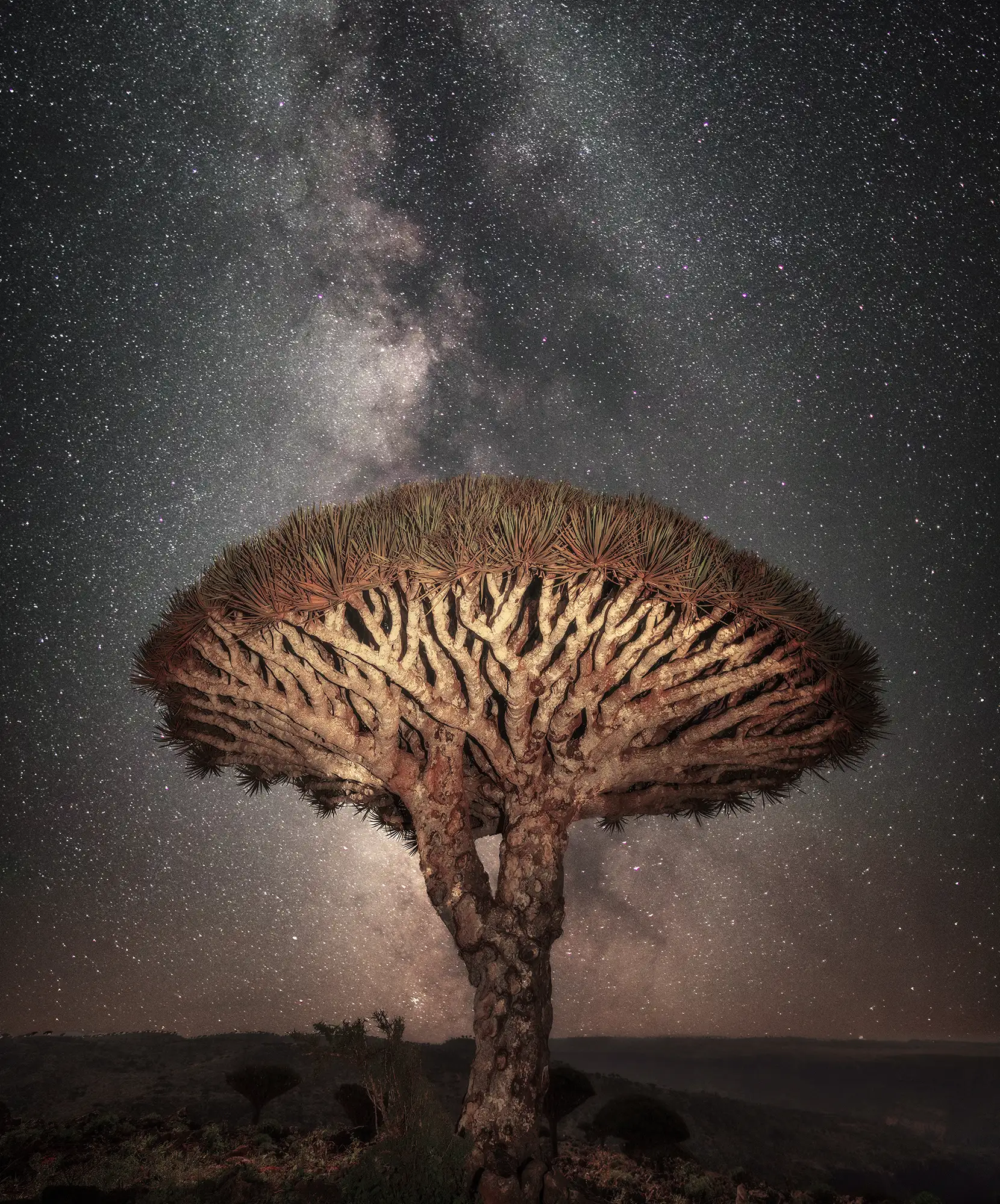Socotra-Itinerario-VA.webp - Pangea Viajes