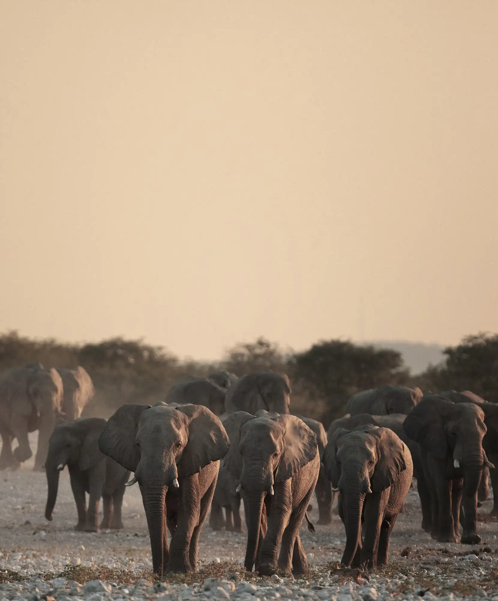 tanzania-paso-paso.webp - Pangea Viajes