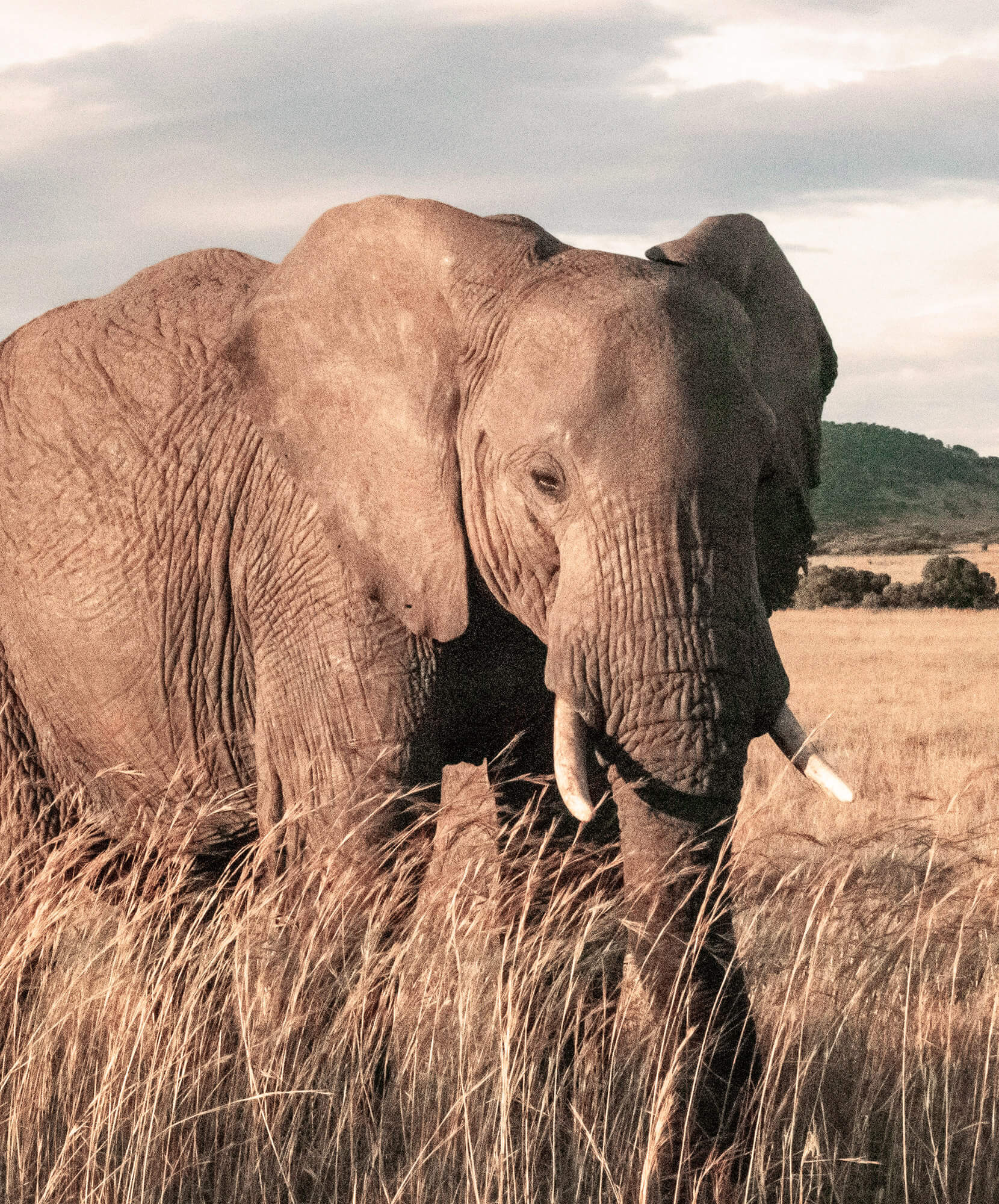 Criteo-Masai-Mara-VA.jpg - Pangea Viajes