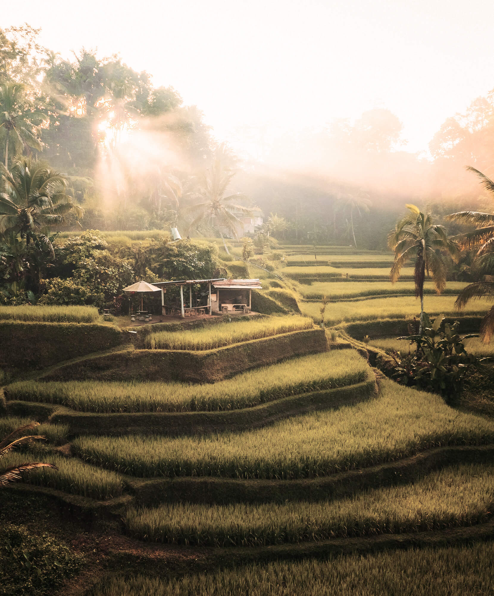 Criteo-Ubud-VA.jpg - Pangea Viajes