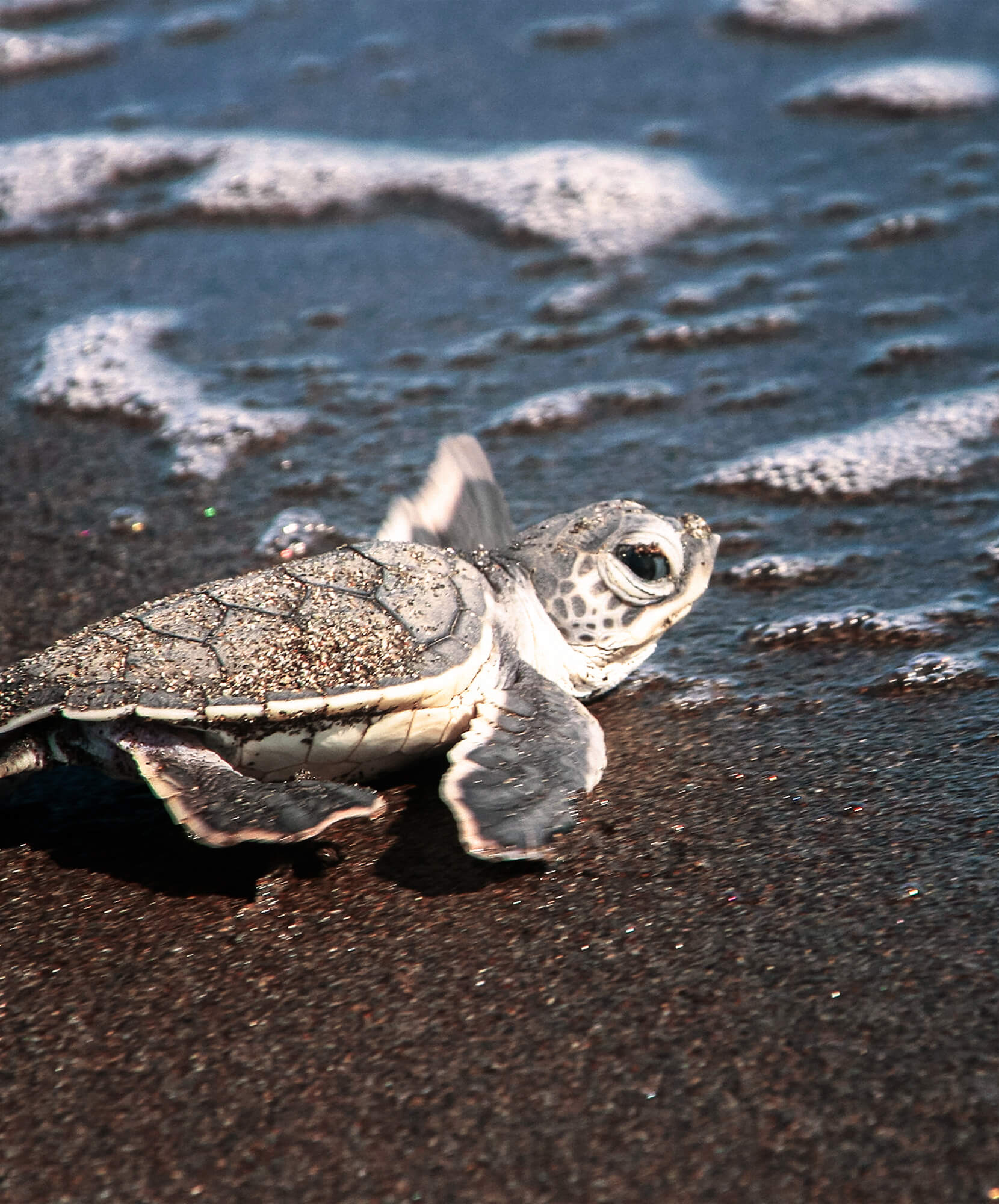 Criteo-tortuguero-VA.jpg - Pangea Viajes