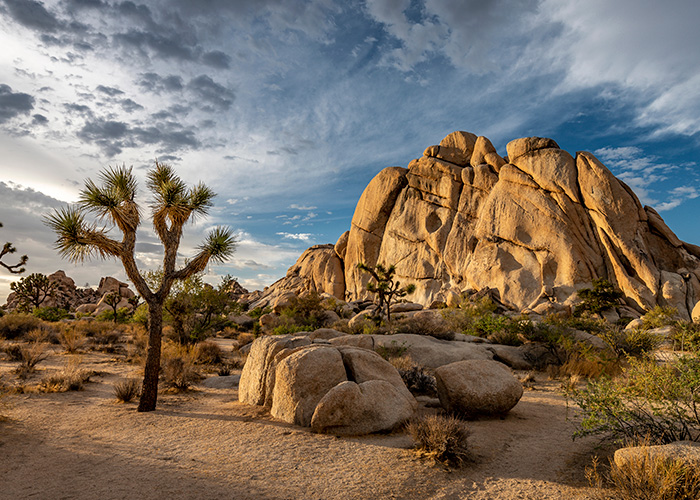 Joshua-tree-Parque-nacional-eeuu-desconocido