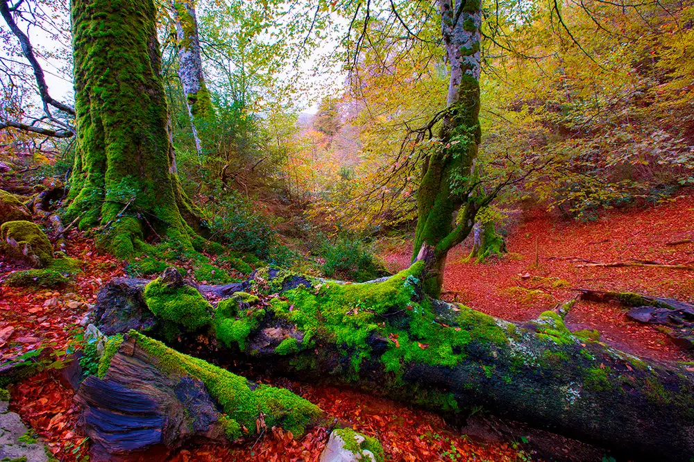 Escapadas de fin de semana para vivir el otoño