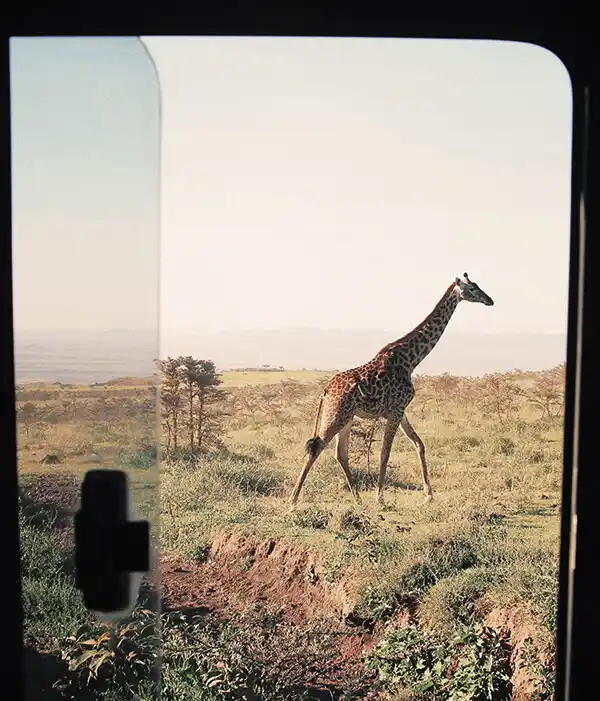 Viaje safari_Jirafa_.webp - Pangea Viajes