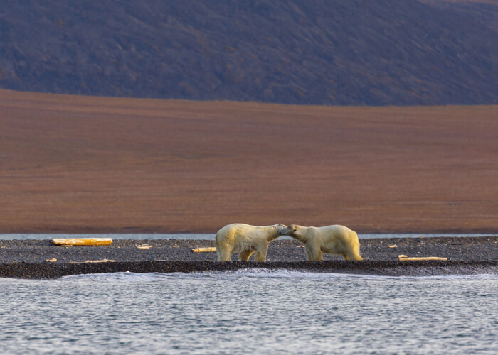 avistar-osos-polares-wrangel-rusia