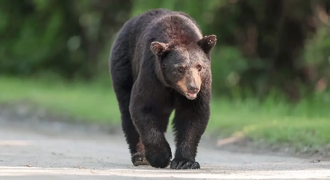 Oso negro caminando junto a un bosque