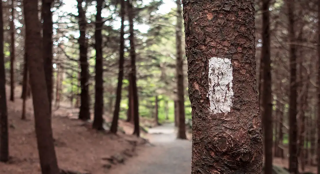 Marca blanca del Appalachian Trail pintada en el tronco de un árbol