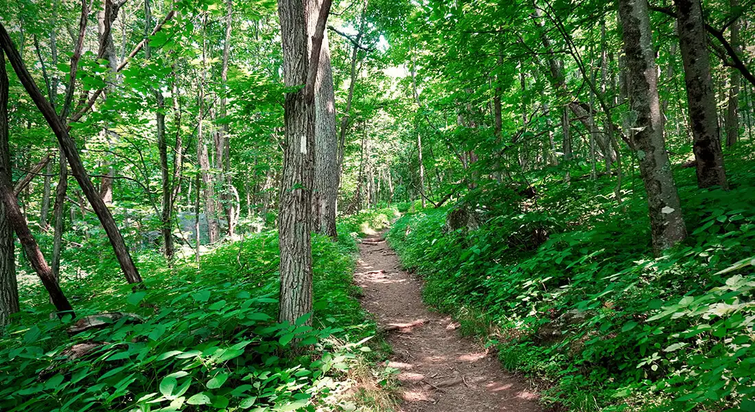 Sendero entre árboles y vegetación en Shenandoah