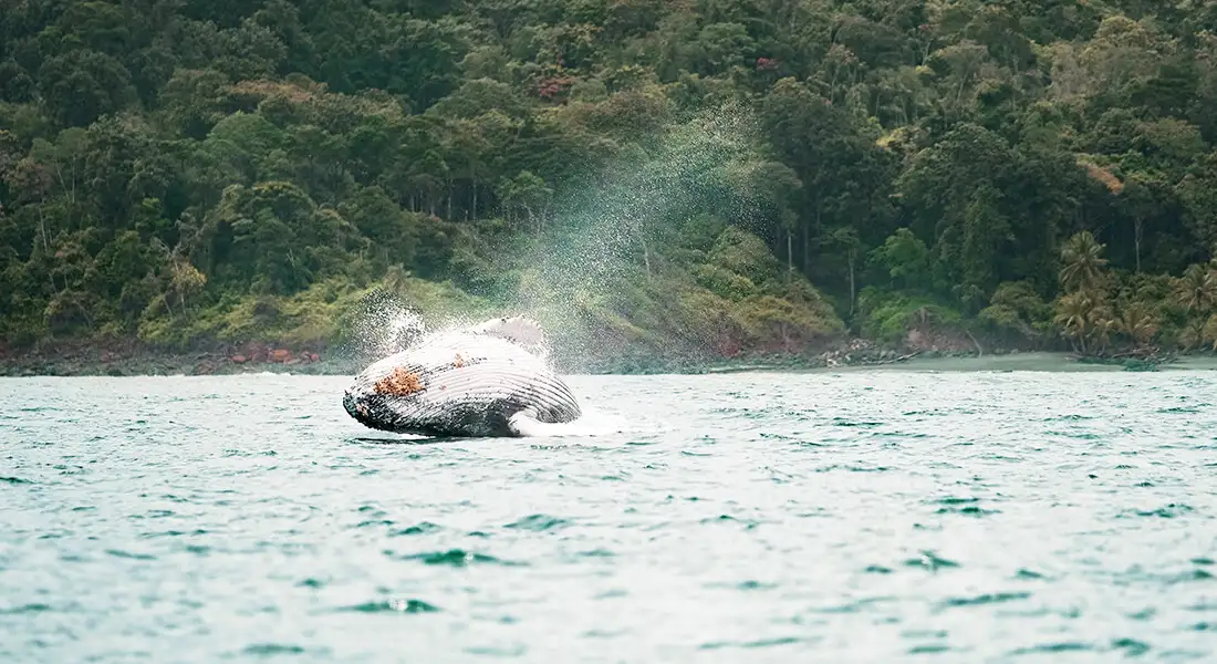 blog-ballenas-colombia.webp - Pangea Viajes