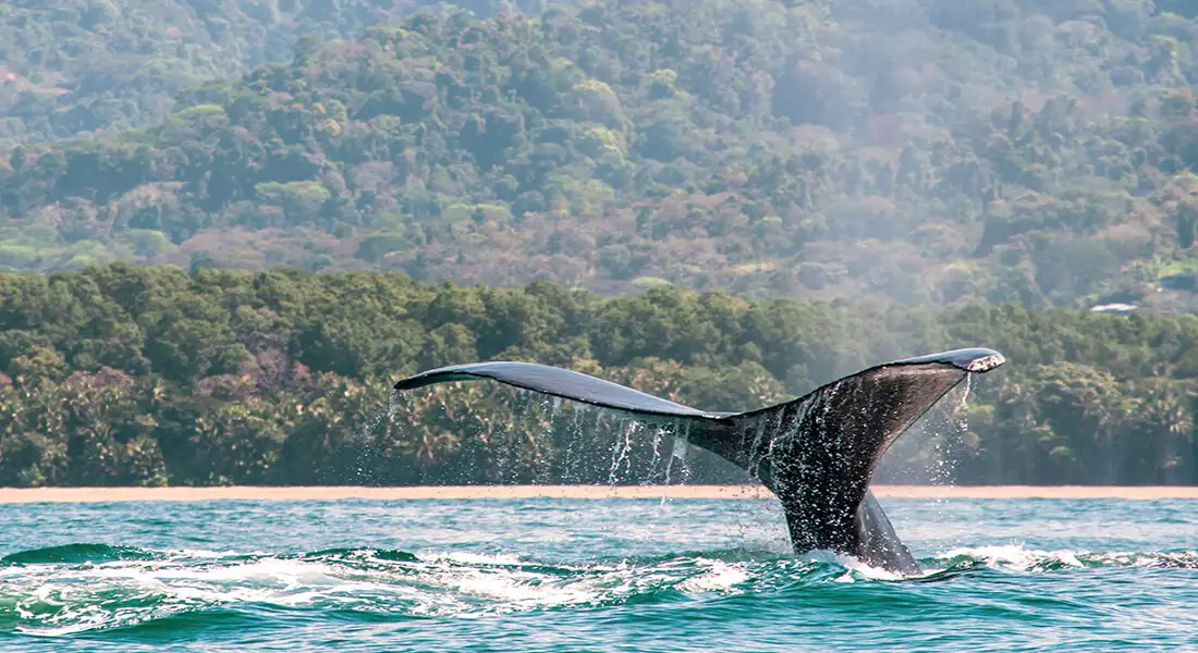 blog-ballenas-costa-rica.webp - Pangea Viajes
