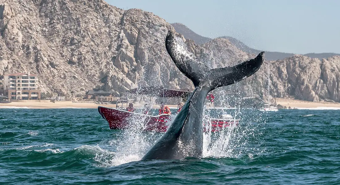 blog-ballenas-mexico.webp - Pangea Viajes