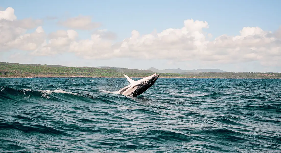 blog-ballenas-republica-dominicana.webp - Pangea Viajes