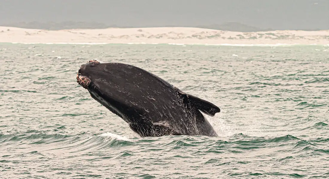 blog-ballenas-sudafrica.webp - Pangea Viajes