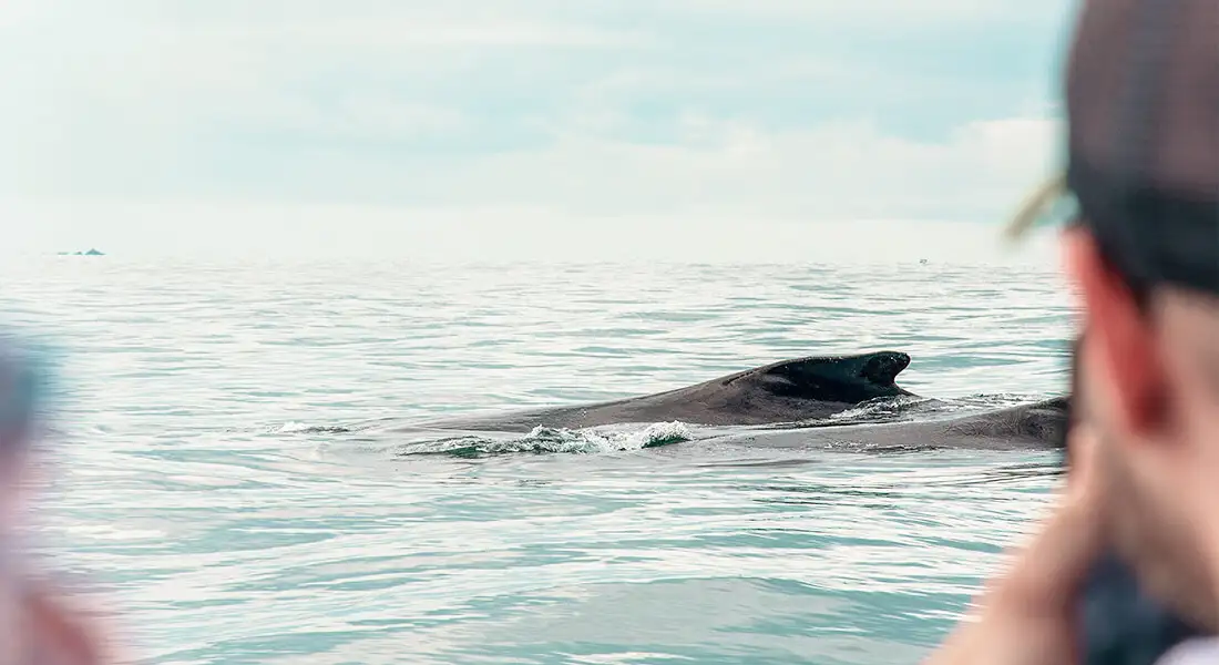 blog-ballenas-viaje-a-medida.webp - Pangea Viajes