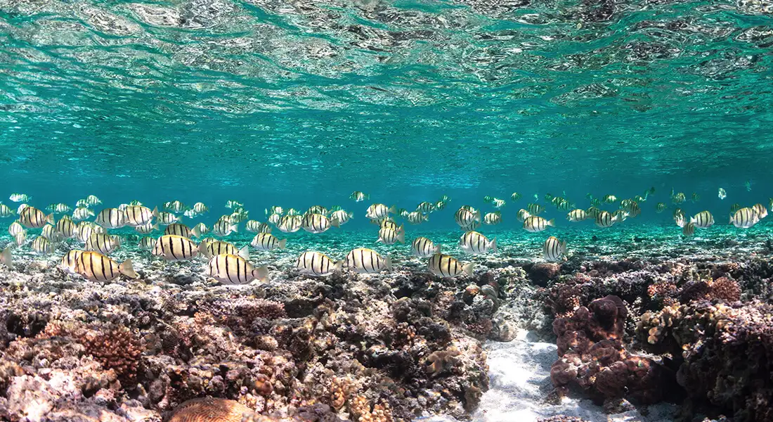 blog-barrera-coral-australia.webp - Pangea Viajes