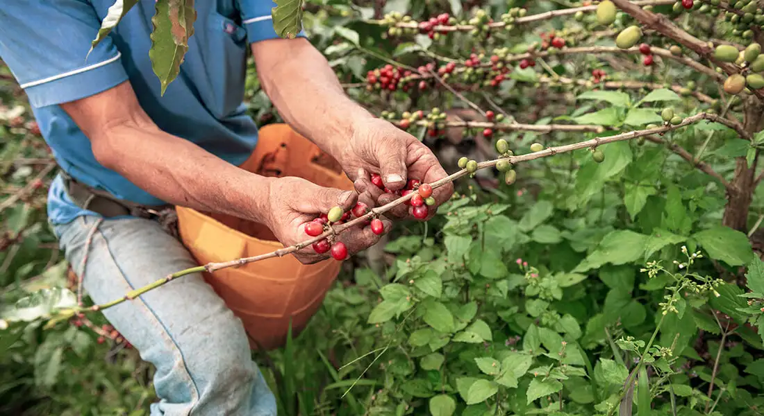blog-cultivo-cafe-tradicionales-zona-cafetera-colombia.webp - Pangea Viajes