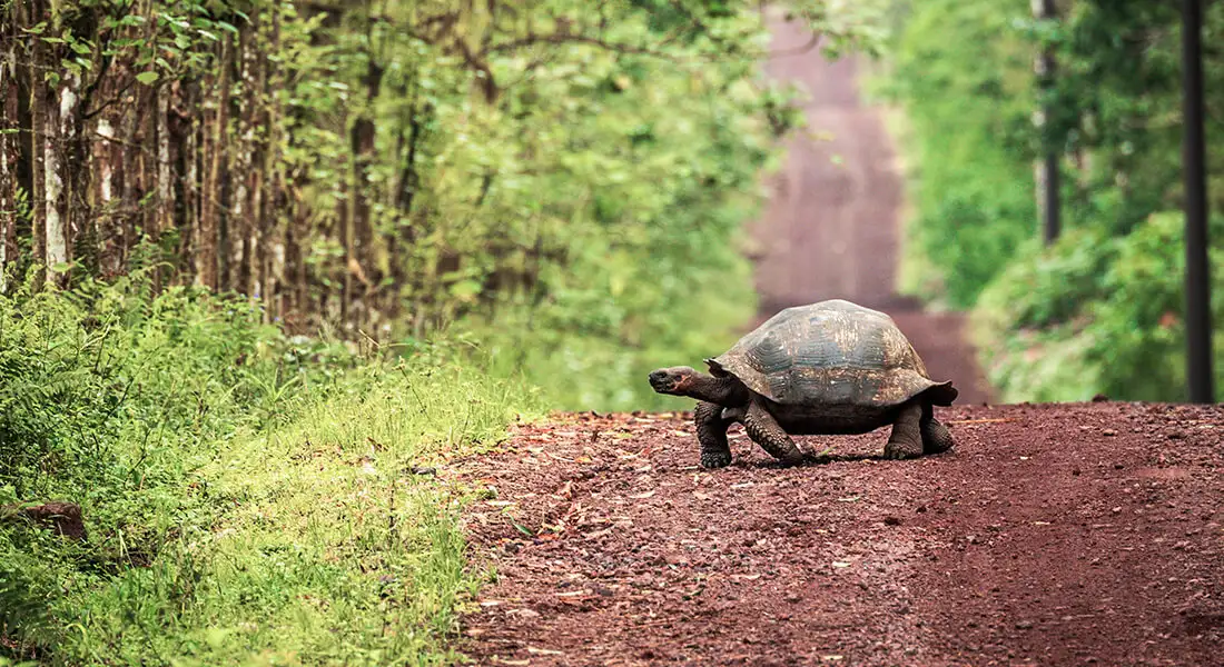 blog-ecoturismo-galapagos.webp - Pangea Viajes