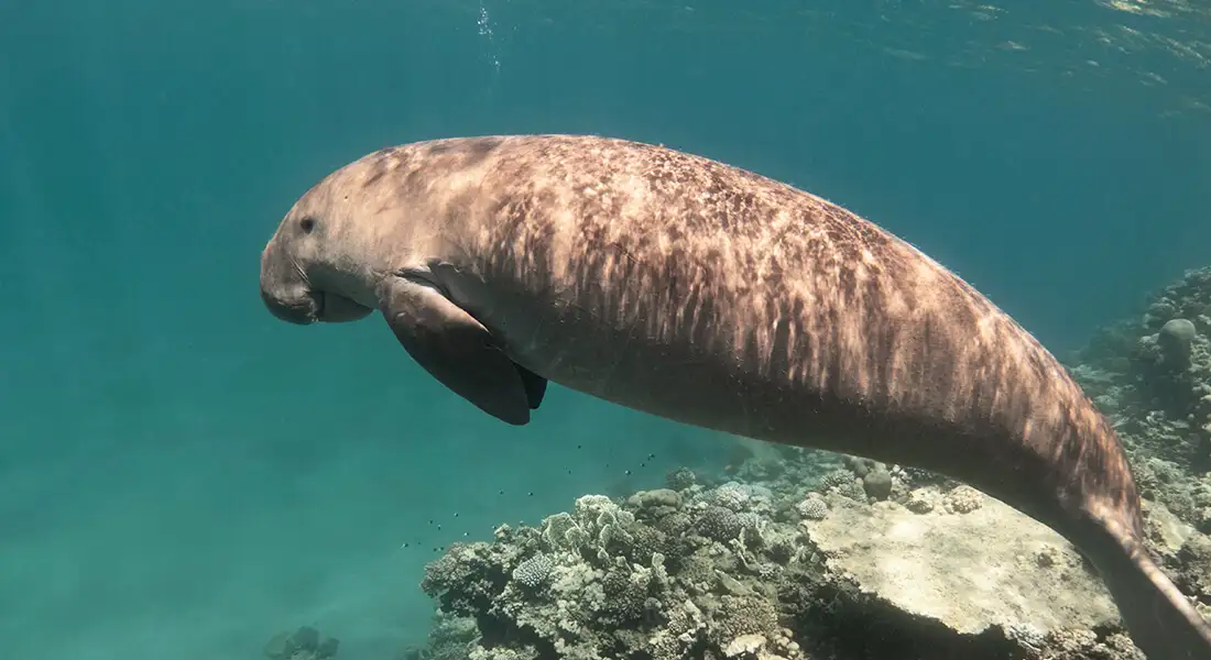 blog-especies-marinas.webp - Pangea Viajes