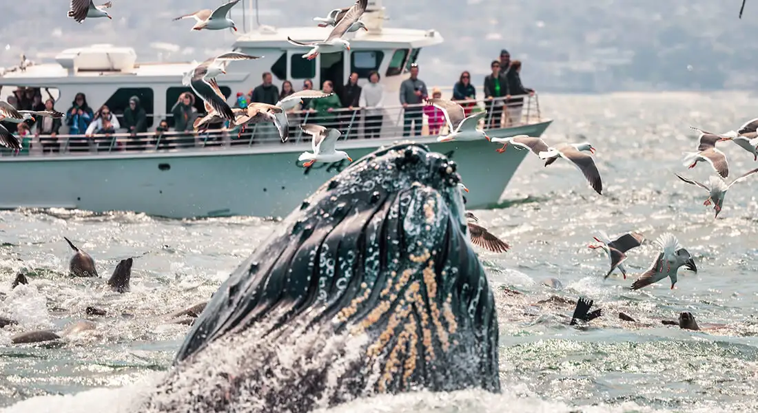 blog-espectaculo-ballenas.webp - Pangea Viajes
