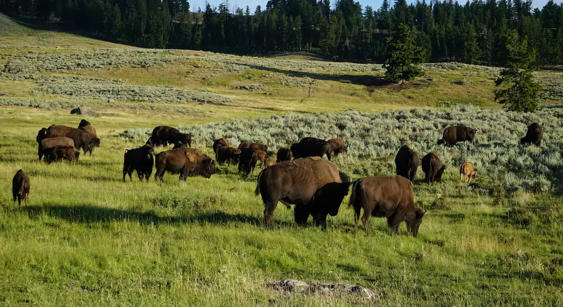 blog-fauna-yellowstone.webp - Pangea Viajes