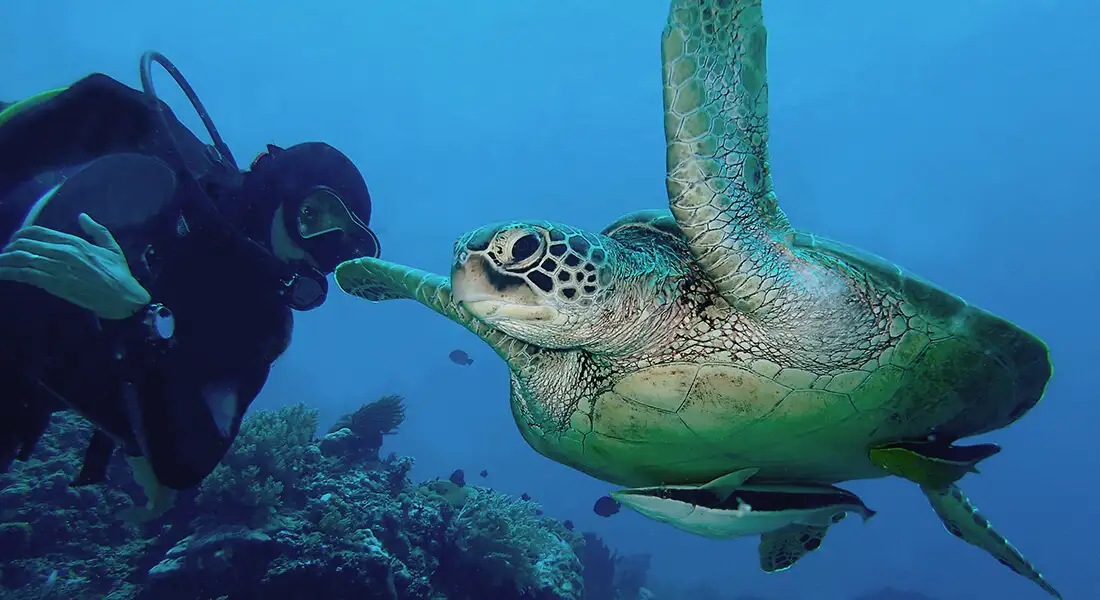 blog-mozambique-buceo-responsable.webp - Pangea Viajes