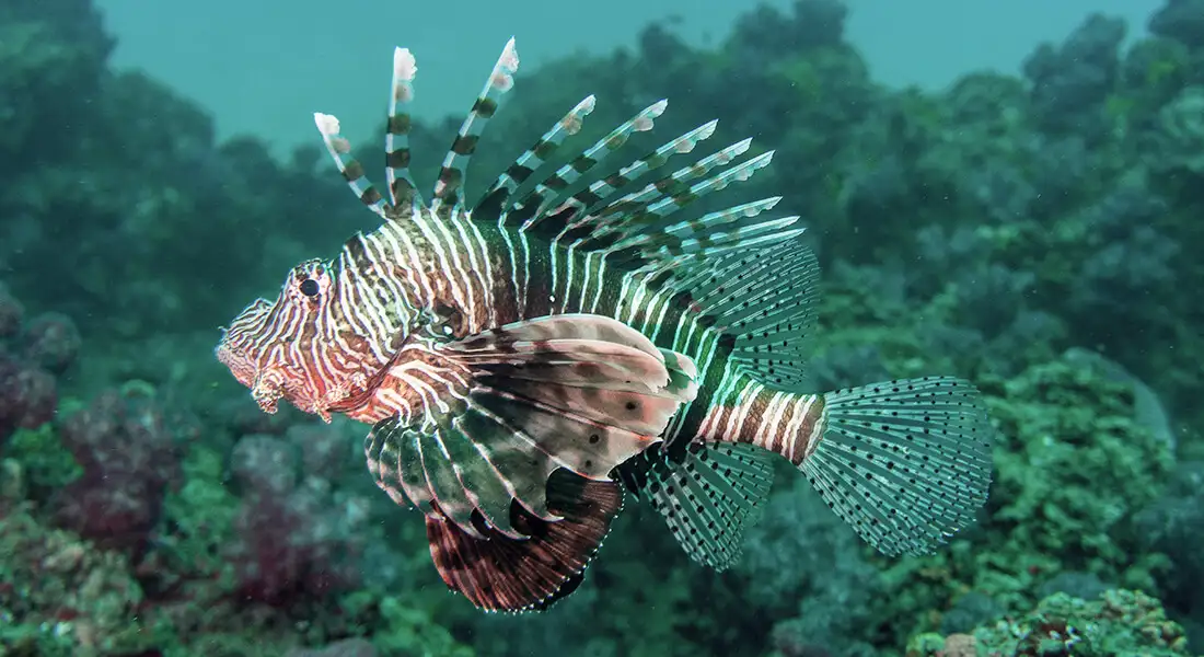 blog-mozambique-especies-a-ver-en-mozambique.webp - Pangea Viajes