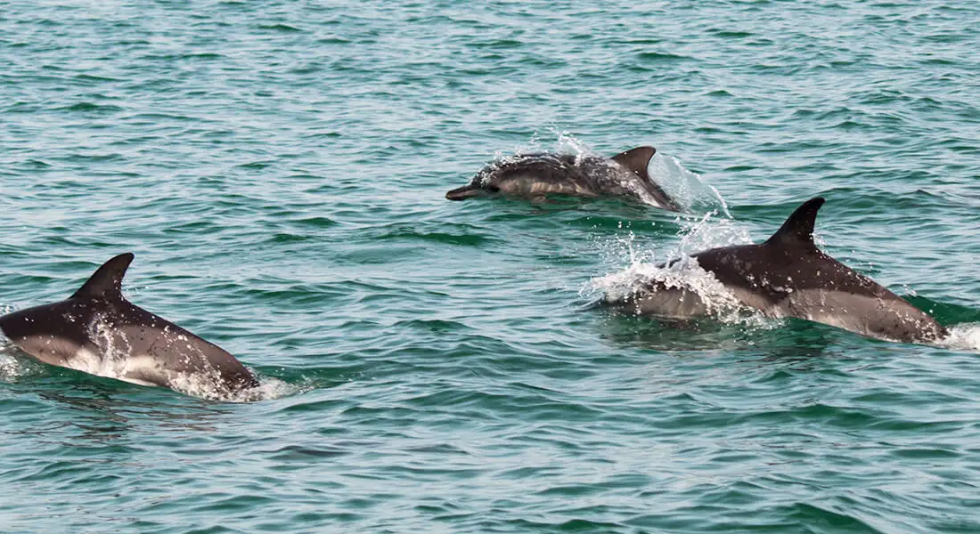 blog-mozambique-ponta-do-ouro-delfines.webp - Pangea Viajes