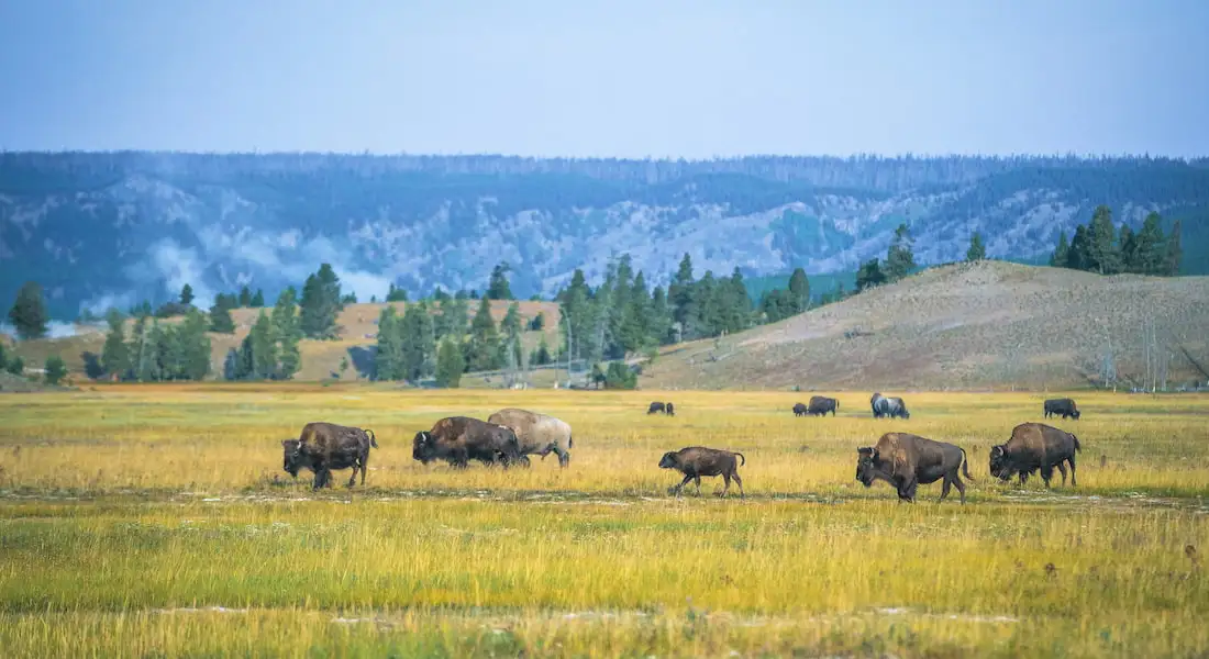 blog-naturaleza-yellowstone.webp - Pangea Viajes