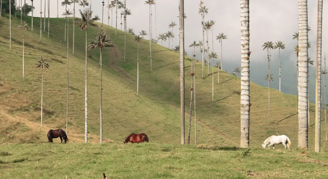 blog-paisajes-espectaculares-zona-cafetera-colombia.webp - Pangea Viajes