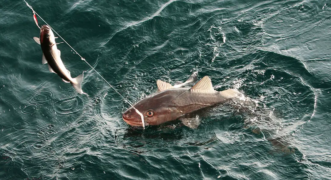 blog-pesca-noruega-permisos-normativas.webp - Pangea Viajes