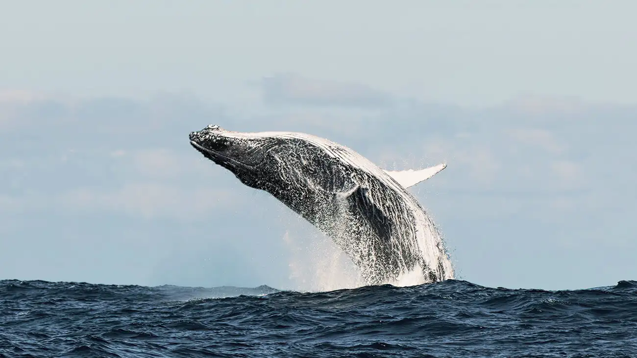 El gran viaje de las ballenas jorobadas: dónde verlas y cuándo ir