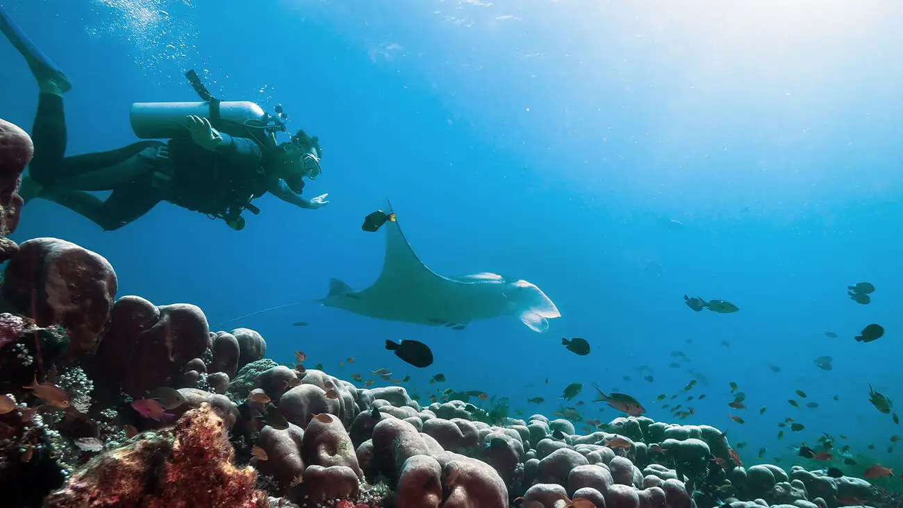 Buceo en Mozambique: de Tofo a Quirimbas, los fondos marinos que debes conocer