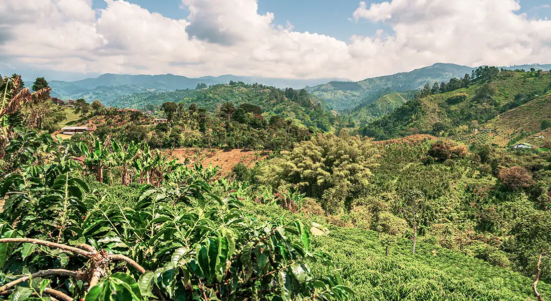 blog-quindio-zona-cafetera-colombia.webp - Pangea Viajes