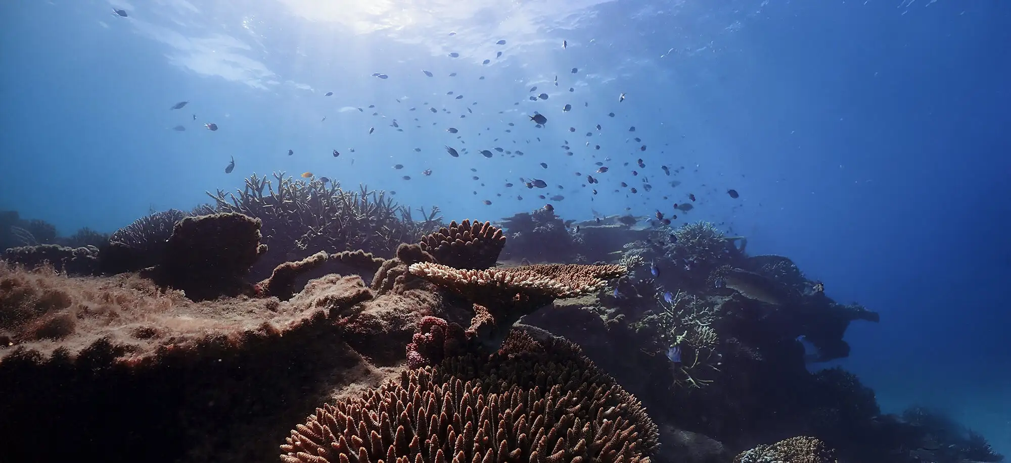 Consejos para viajar a Australia