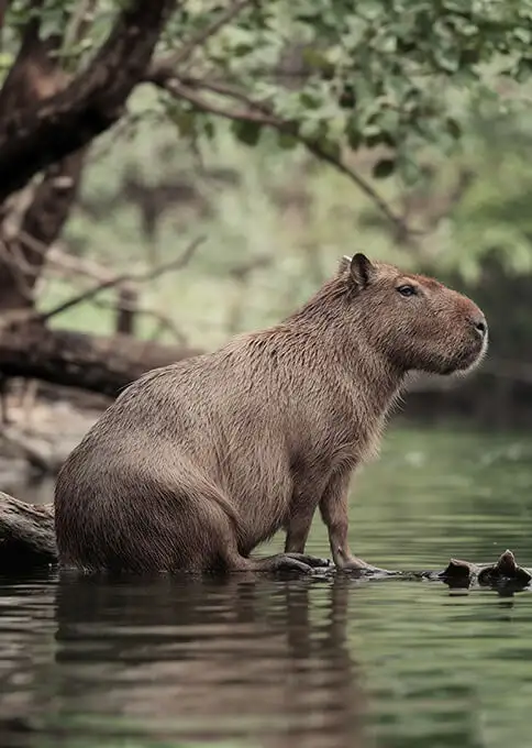 Consejos para viajar a Brasil