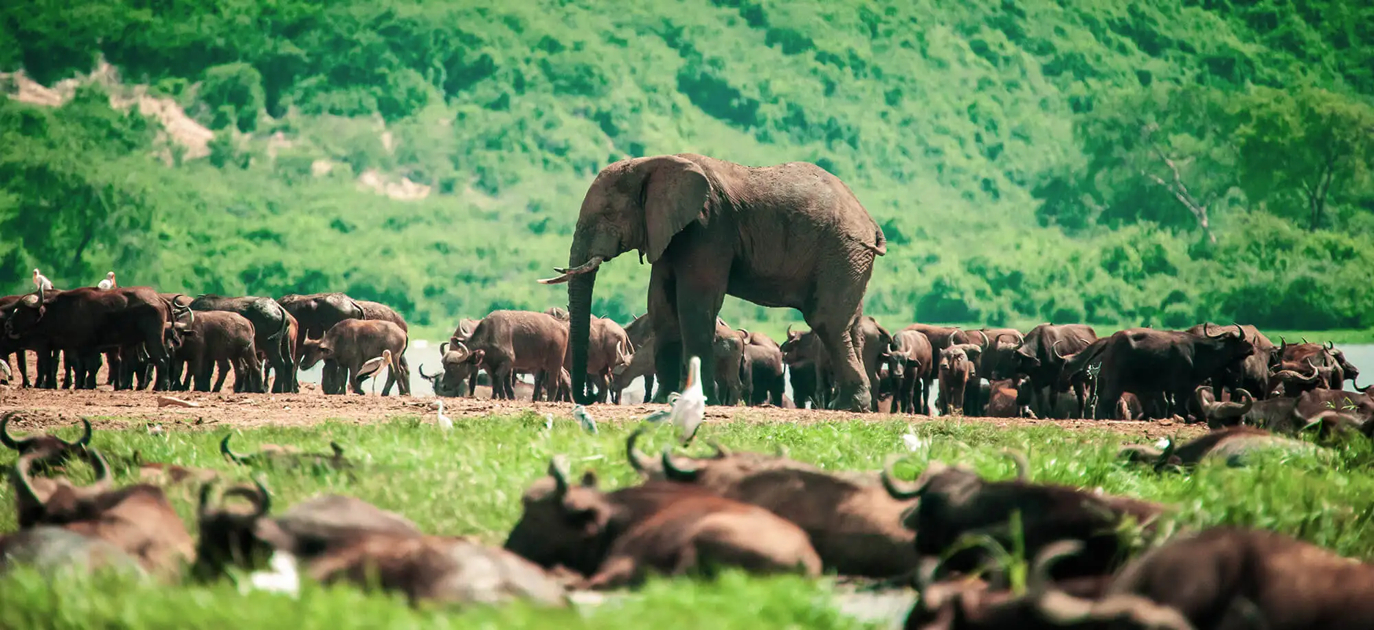 Consejos para viajar a Uganda