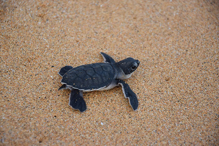 desove-tortugas-principe-viaje