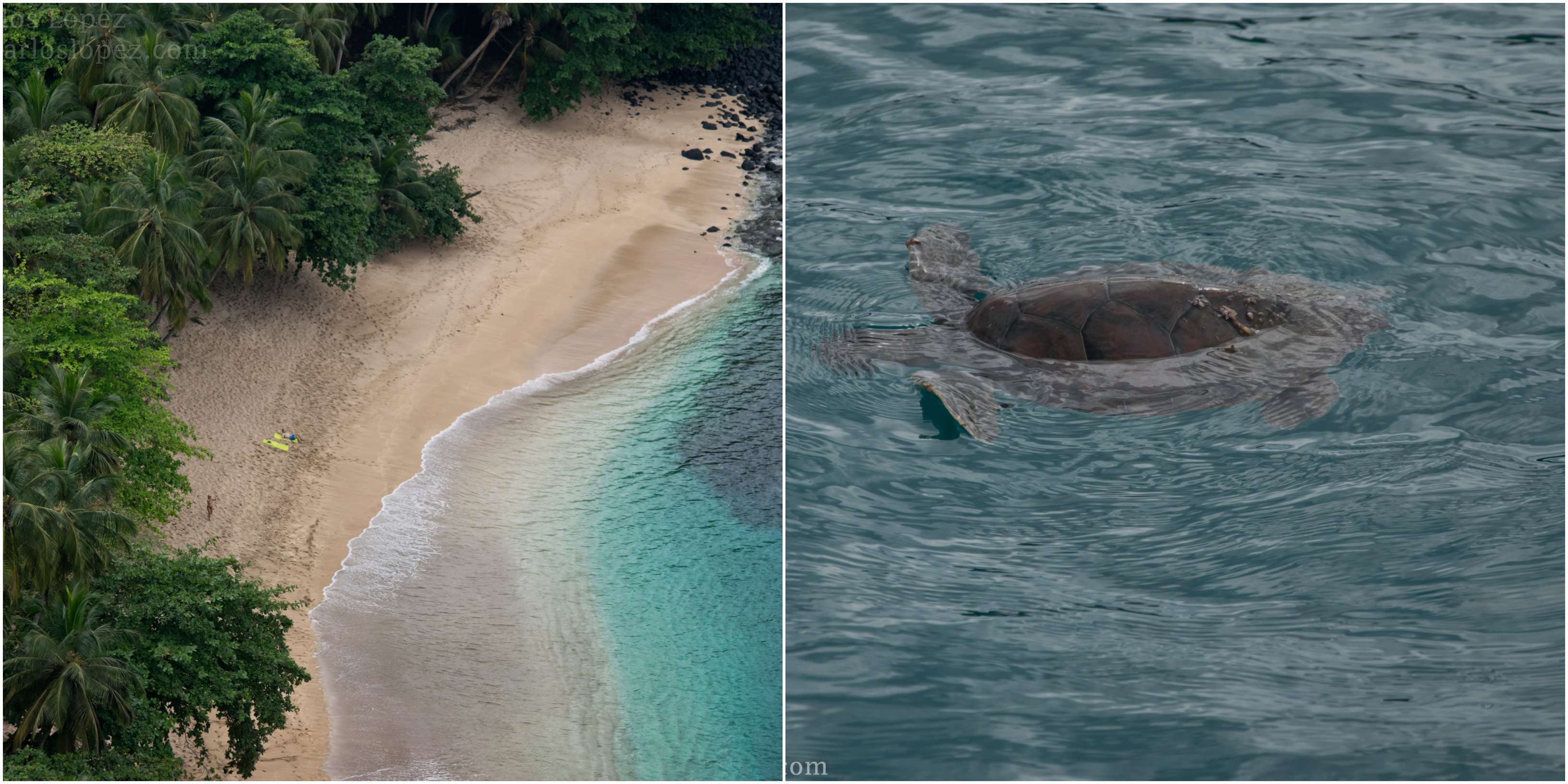 desove tortugas santo tome
