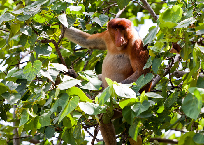 excusas-viajar-a-la-isla-malasia-de-borneo-monos-narigudos-bako