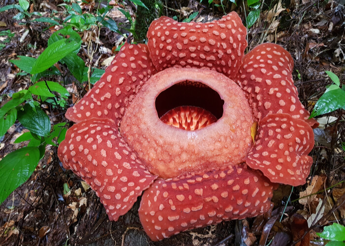 excusas-viajar-a-la-isla-malasia-de-borneo-rafflesia-flor-mas-grande-del-mundo