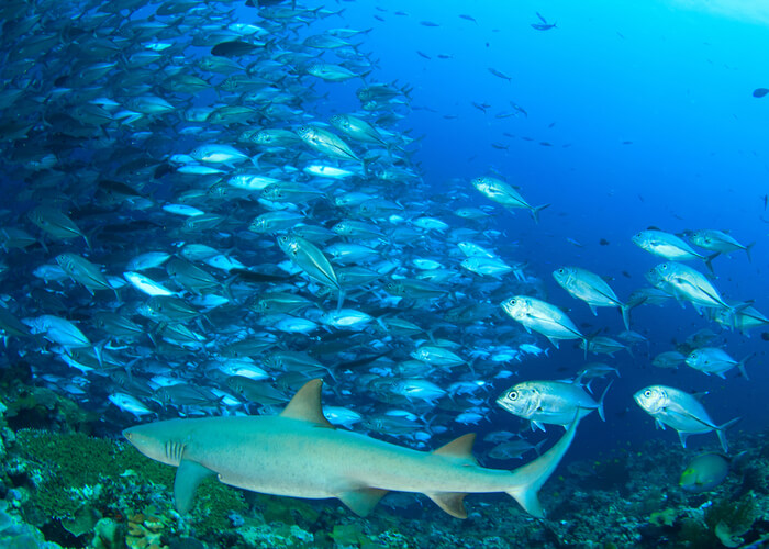 excusas-viajar-a-la-isla-malasia-de-borneo-sipadan-buceo-tiburones