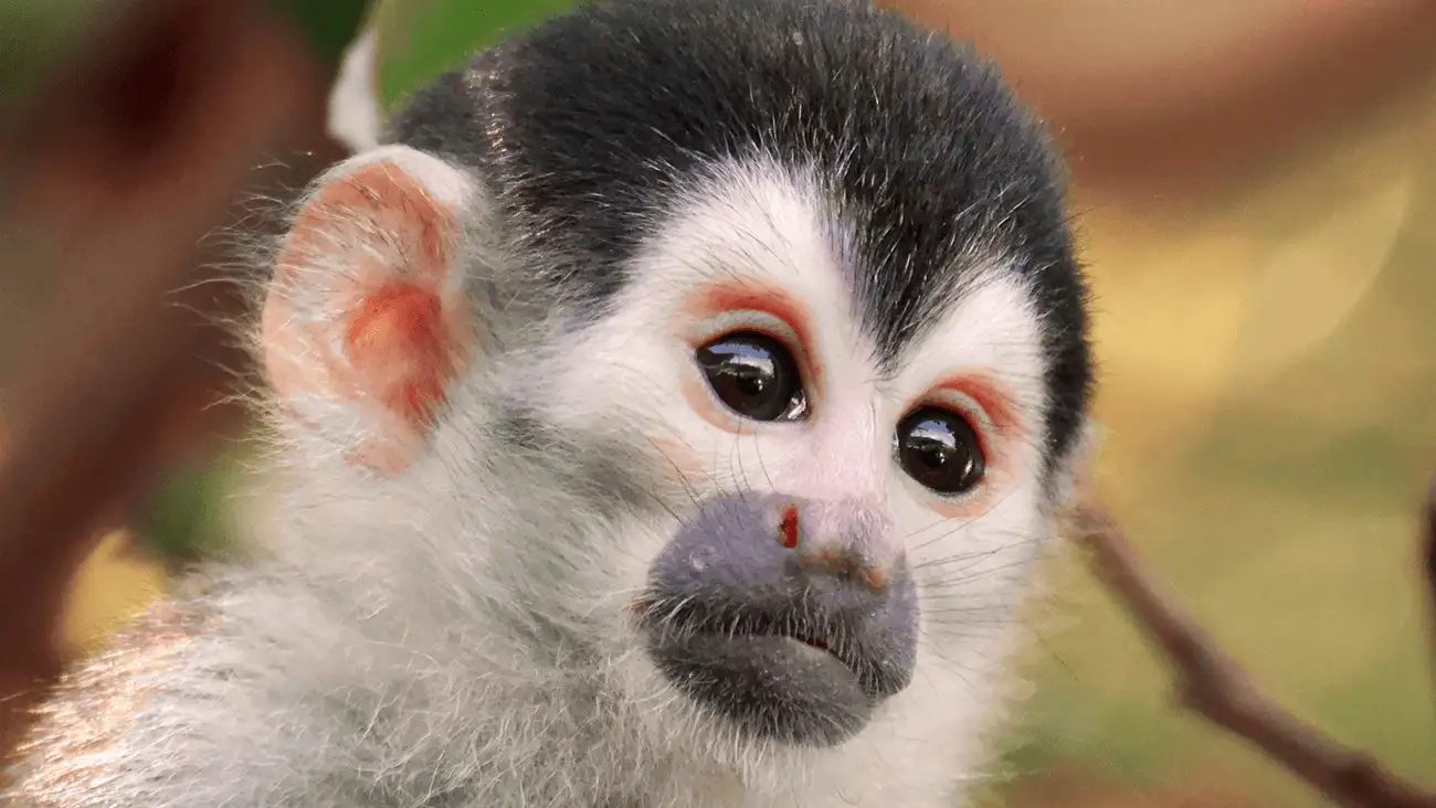 Pura vida animal: un viaje por la fauna más increíble de Costa Rica