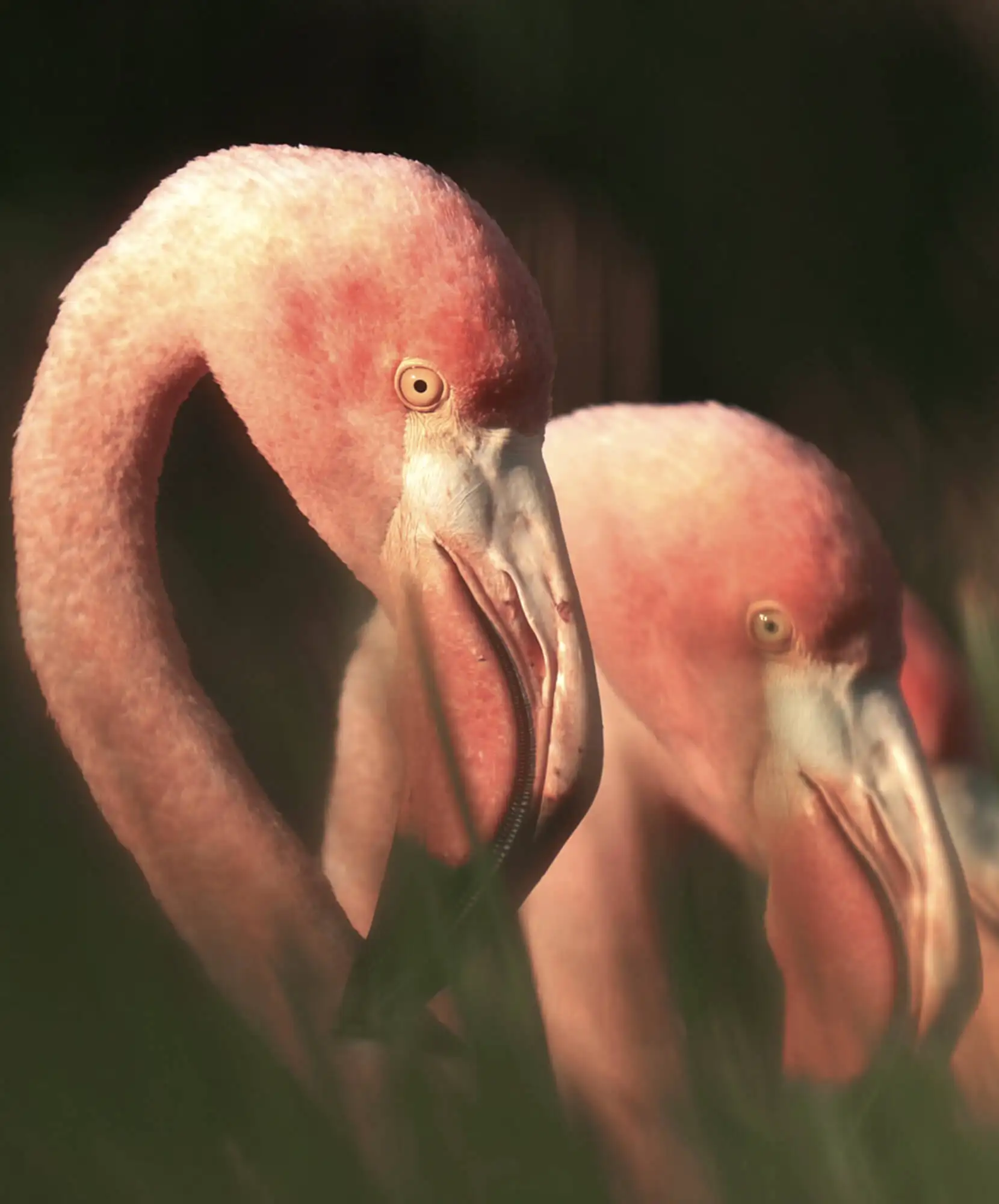 galapagos-flamenco-itinerario.webp - Pangea Viajes