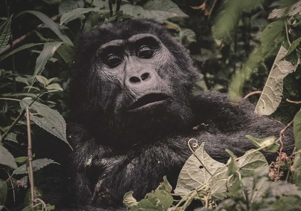 Viaje de autor a Uganda: en busca de los últimos gorilas de montaña