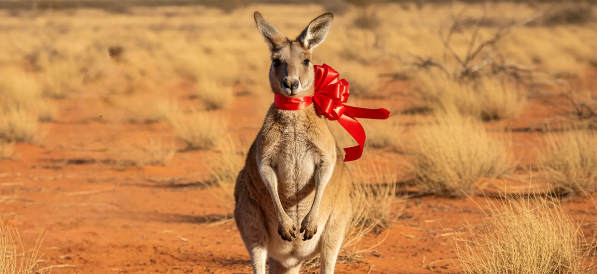 Regala un pasaporte.